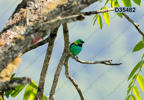 Green-headed Tanager (Tangara seledon)